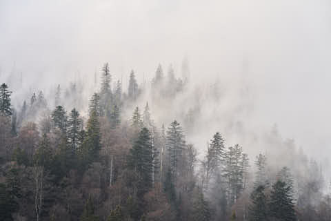 Gemeinde Sankt_Oswald-Riedlhütte Landkreis Freyung-Grafenau Großer Rachel Herbst Nebel Wald am Rachelsee (Dirschl Johann) Deutschland FRG